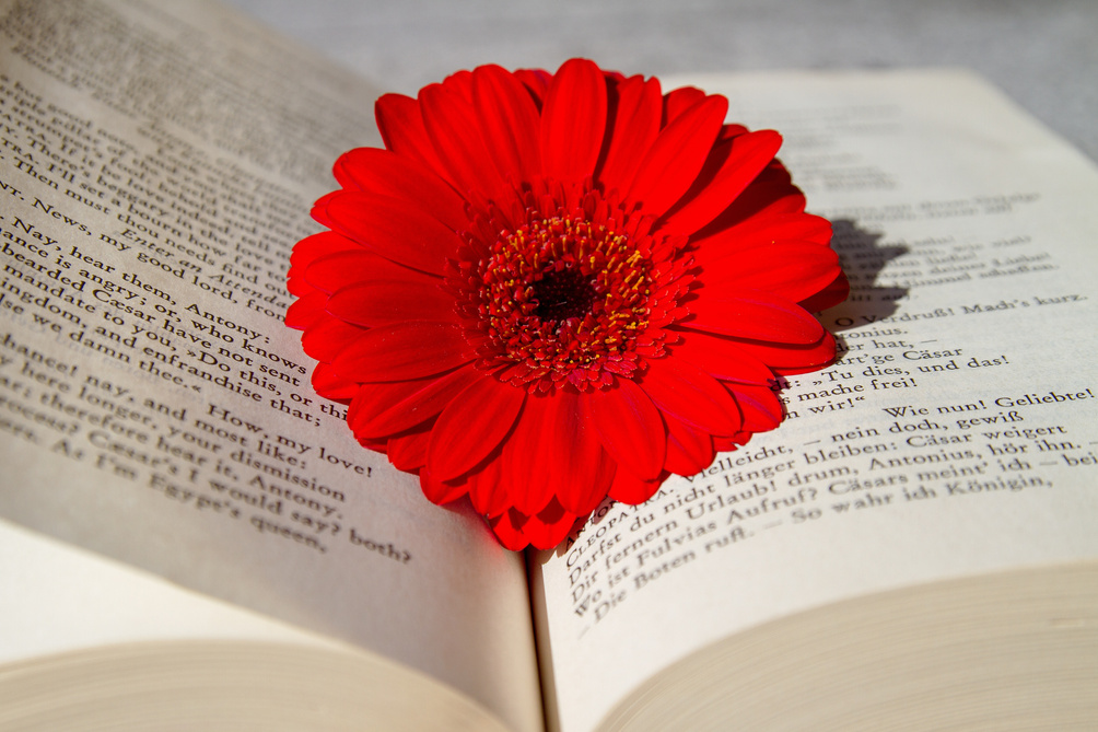 Flower on an Open Book
